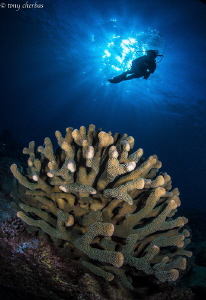 Exydoyi Coral of Kauai by Tony Cherbas 